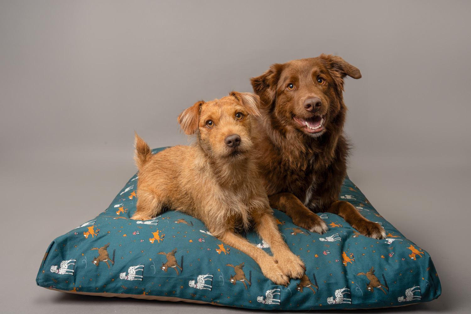 Red Patterdale Dog and Brown Collie X laid upon a Teal coloured, Deep Fill, Orthopedic Memory foam Dog Bed.