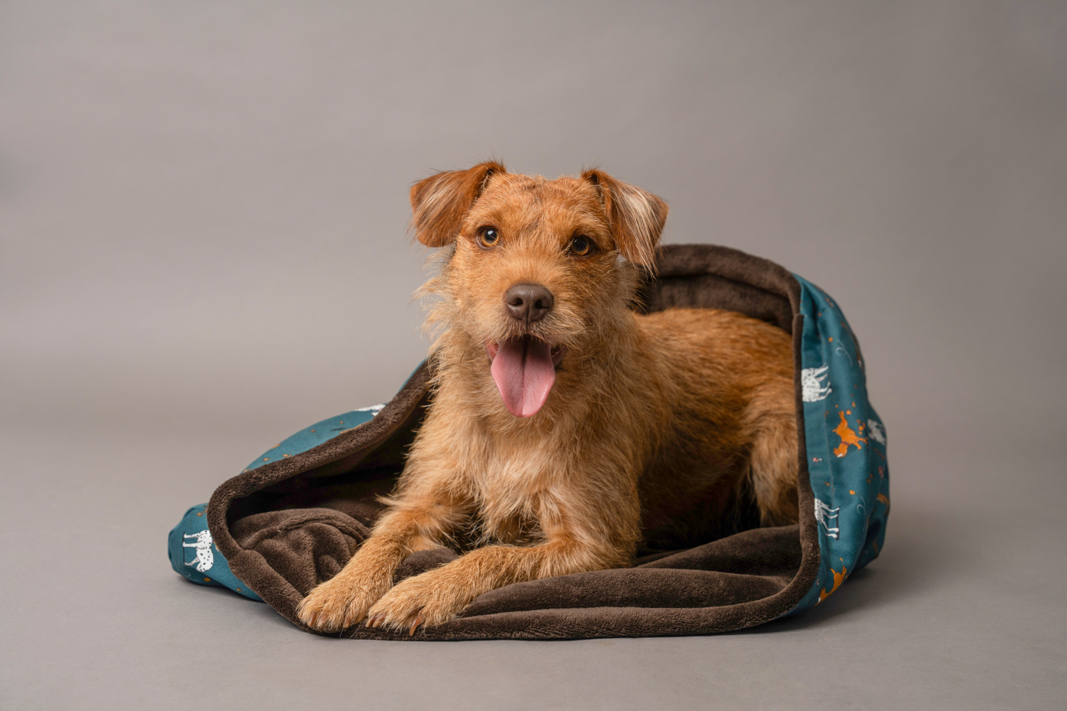 Dog snuggle sack by Emily Cole and designed for dogs with red patterdale terrier dog