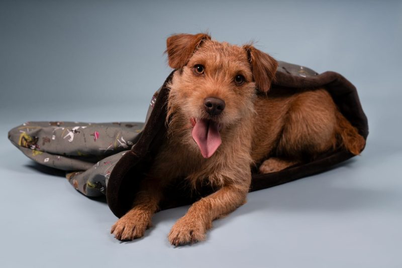 Red patterdale terrier dog in green eventing horse pattern snuggle sack by Emily Cole