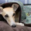 Whippet Dog with memory foam crumb Dog den bed.