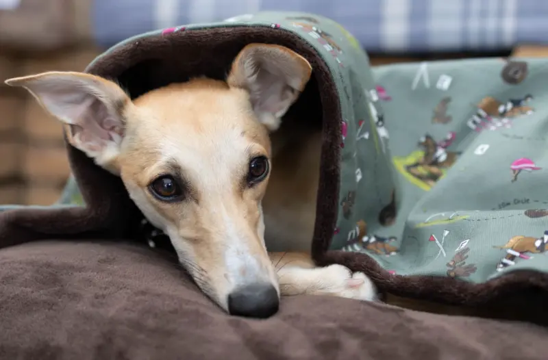 Whippet Dog with memory foam crumb Dog den bed.