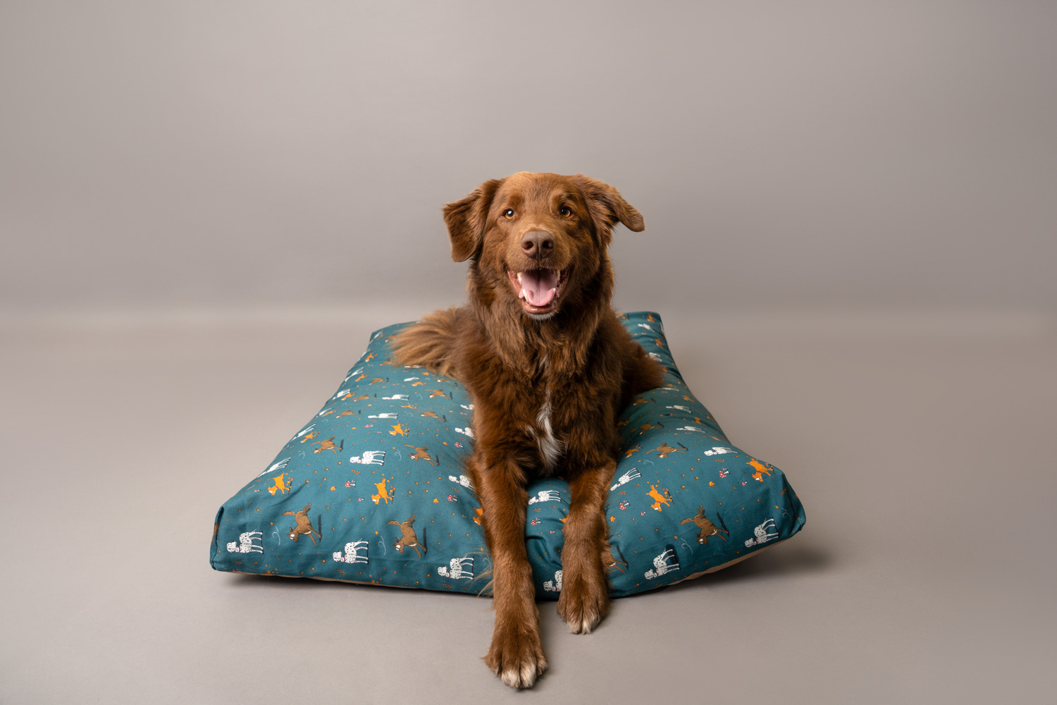 Teal deep-filled mattress cushion orthopedic dog bed.