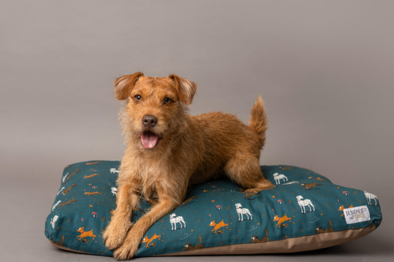 Red Patterdale Terrier. Laid upon a Teal coloured deep fill dog bed. With Countryside Dog design.