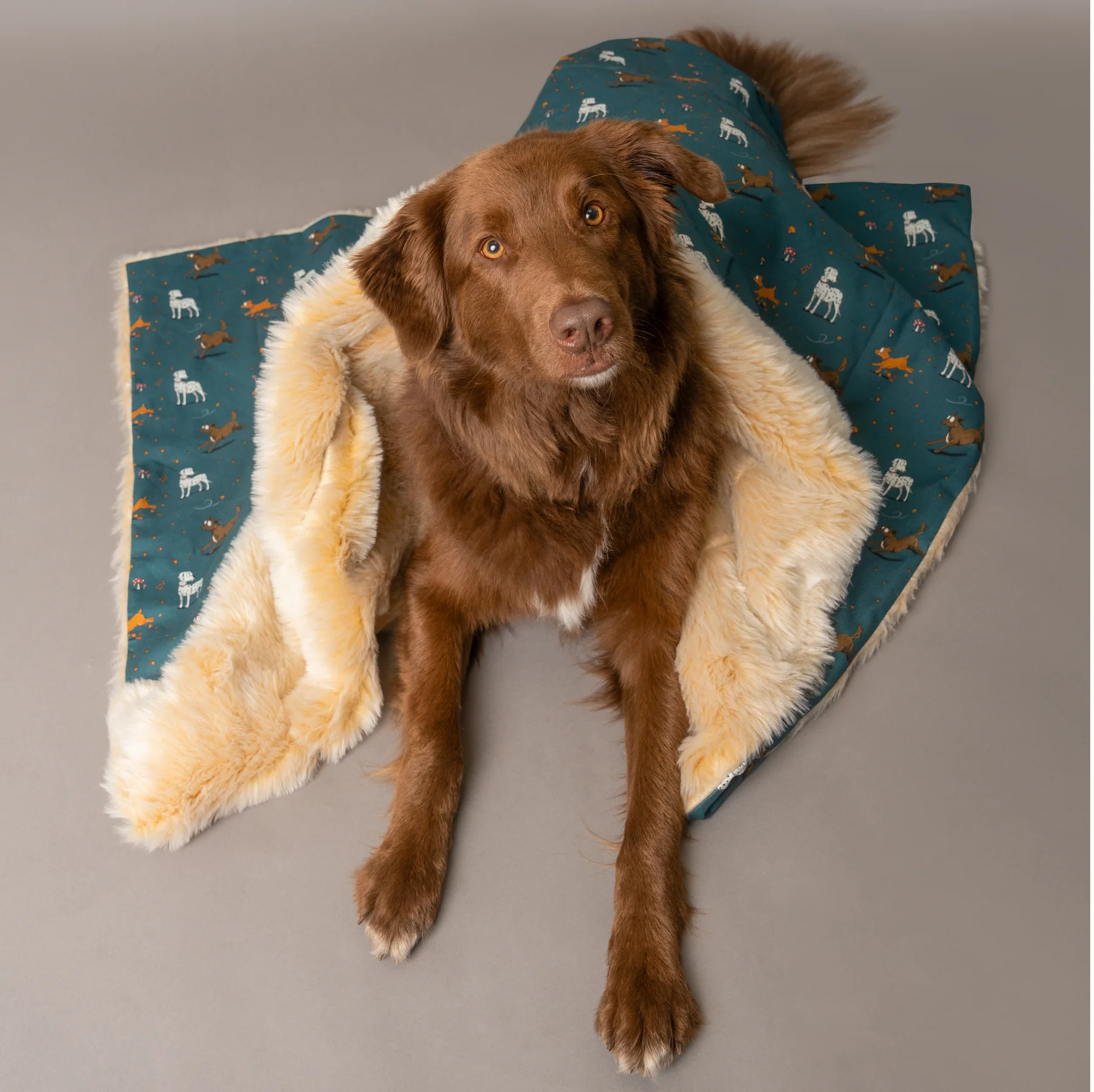 Luxury Emily Cole Blankets - Image 2