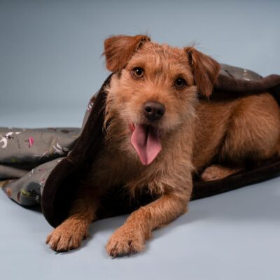 Red patterdale terrier dog in green eventing horse pattern snuggle sack by Emily Cole