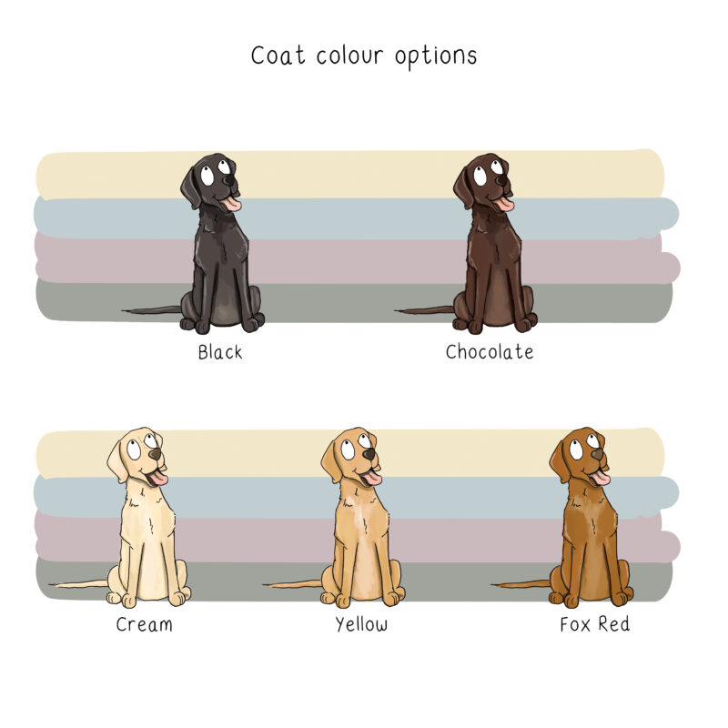 Labrador coat colour options